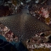 ray_eagle_dr_ci_h_0093_cos3933.jpg